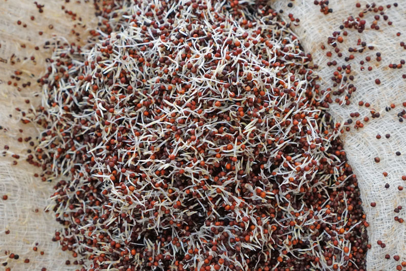 How to Sprout Ragi - Pure Indian Foods Blog
