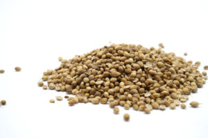 whole coriander with white background