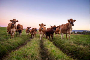 jersey cows in a field