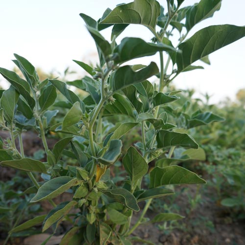 ashwagandha costco