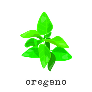Organic Oregano